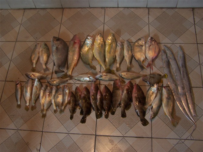 所有漁獲2