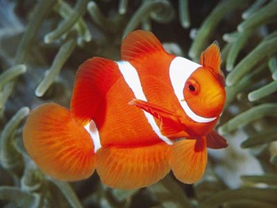 火公 Maroon Clownfish