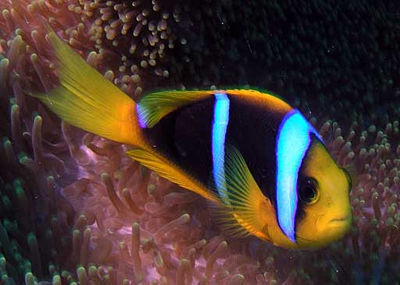 金新娘 Clarkii Clownfish