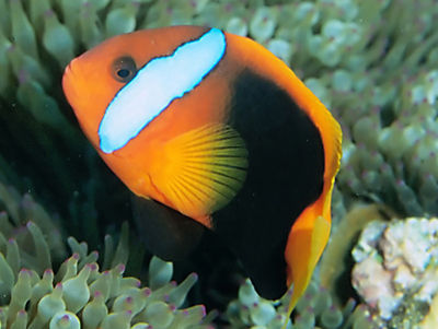 紅蘋果小丑 Cinnamon Clownfish