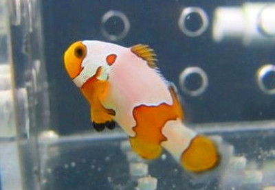 雪印公子小丑 TMC Snowcassos Clownfish