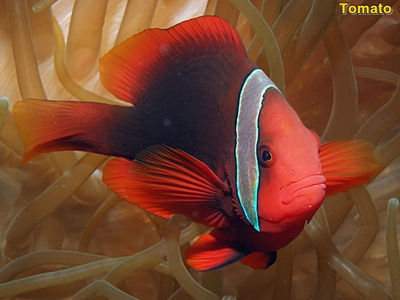 番茄小丑 Tomato Clownfish