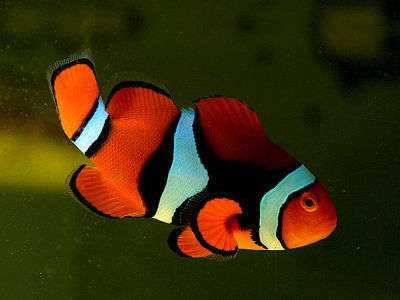 黑背心小丑 Percula Clownfish