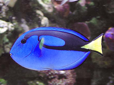 藍吊 - 海底奇兵入面既多利，飼養難度一般，三吋長約$200-$280