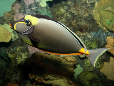 日本吊 - 飼養難度易，雖然叫日本吊，但同日本一 d 關系都冇，尾部有兩對長剌，三吋長約$50 ... ... ...