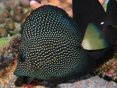 珍珠吊 - 飼養難度一般，三吋長約$400左右