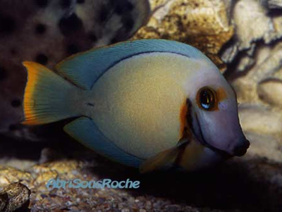 食屎吊 - 飼養難度一般，水質要求中上，雖然其他魚都會有食屎行為，但佢最常食別魚糞便，三吋長約$200左右  ...