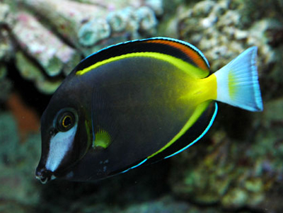 彩吊 - 飼養難度易，三吋長約$50