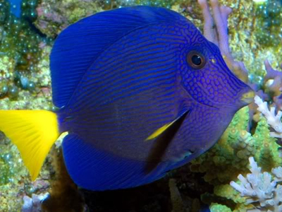 紫吊 - 飼養難度一般，對水質要求中上，三吋長約$300左右