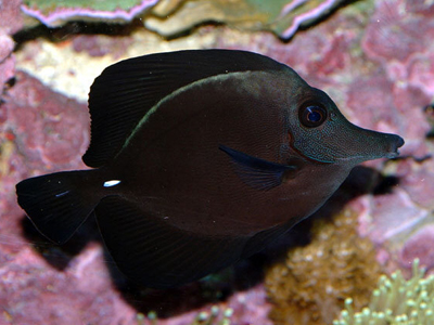 絲絨吊 - 飼養難度一般，水質要求中上，魚身墨綠至黑色閃亮，三吋長約$350