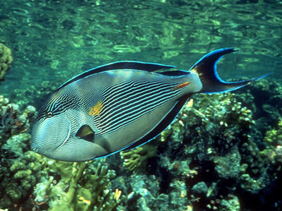 紅海騎士 - 飼養難度易，性情凶猛，想養的話建議最後落缸，有新魚實比佢打死，三吋長約$280 ... ... ...