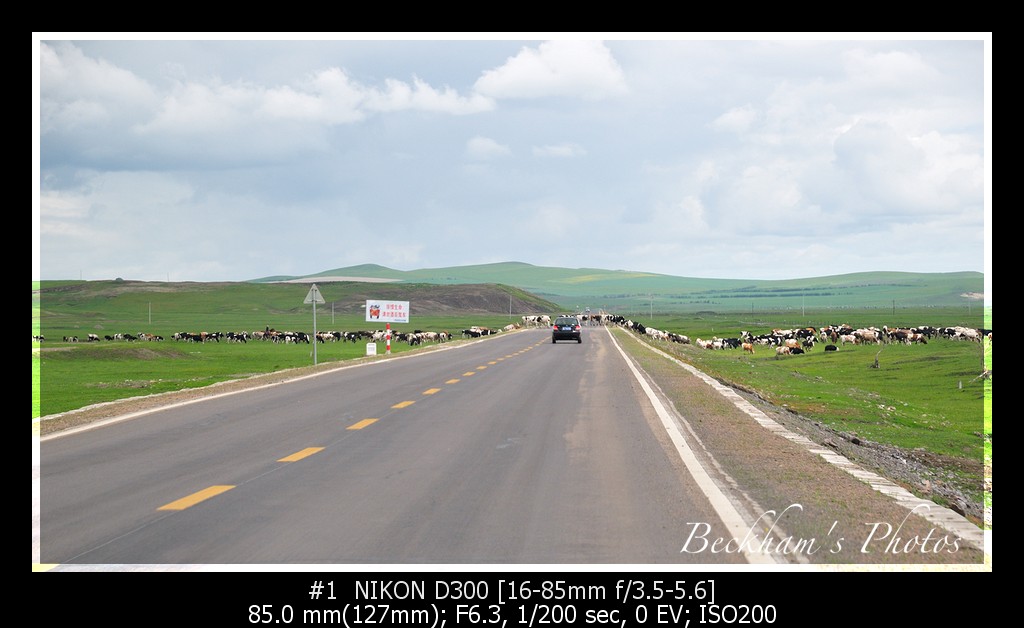 MongoliaCowOnRoad.jpg