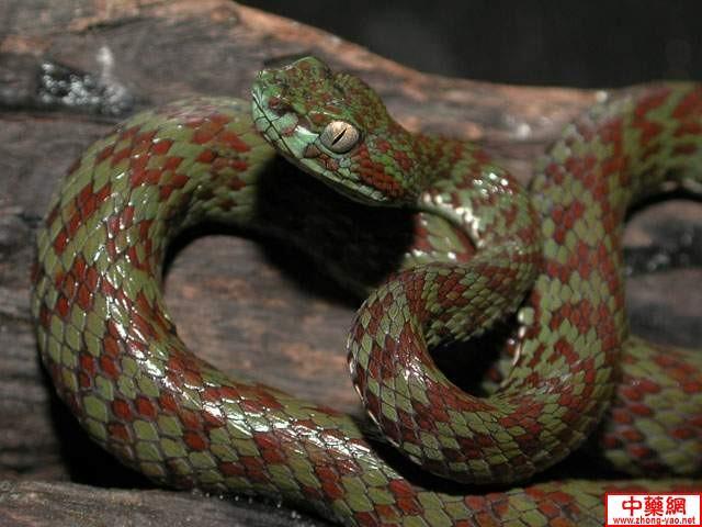 08 坎布裏竹葉青.jpg