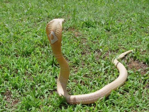 孟加拉眼鏡蛇5.jpg