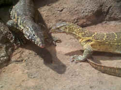 lizard.jpg