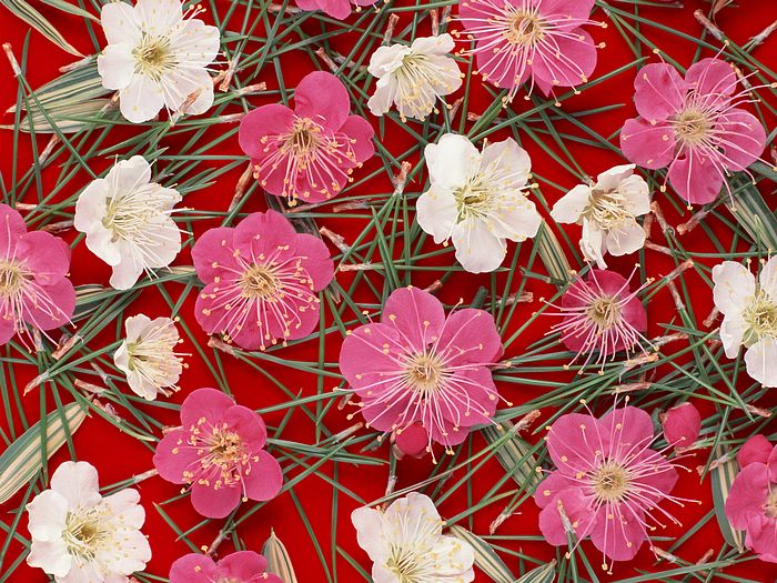 Flower_art_DT053.jpg