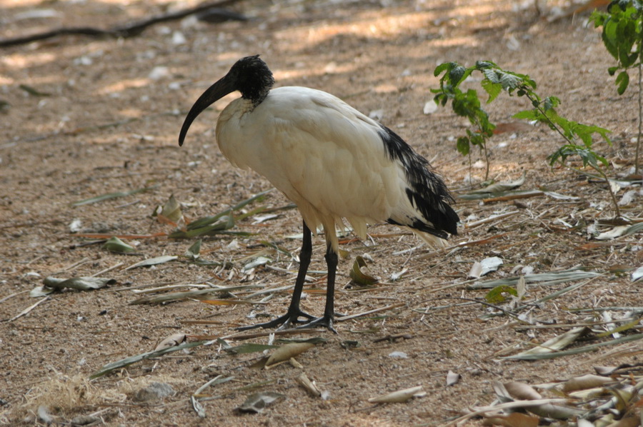 DSC_3563.jpg