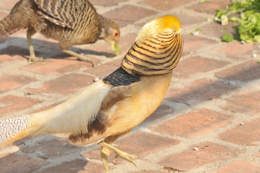 DSC_3589.jpg