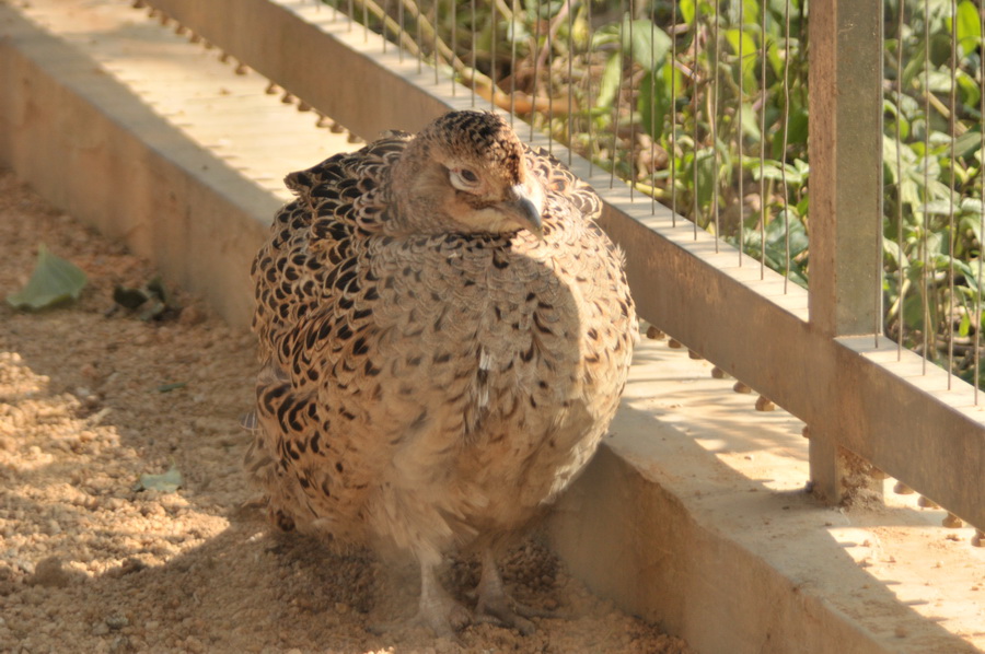 DSC_3595.jpg