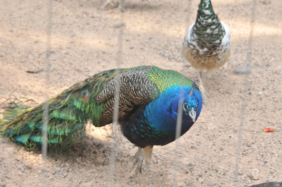 DSC_3599.jpg