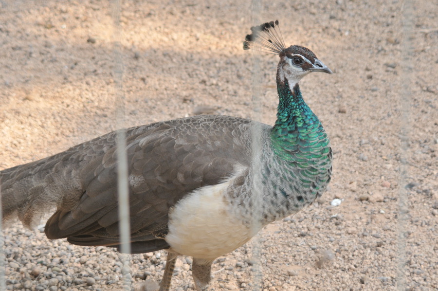 DSC_3602.jpg