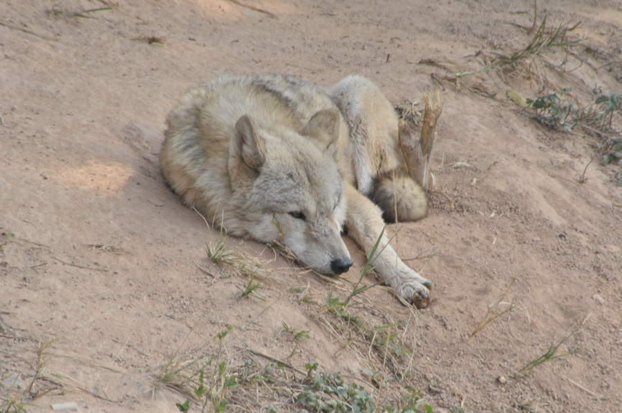 DSC_3642.jpg