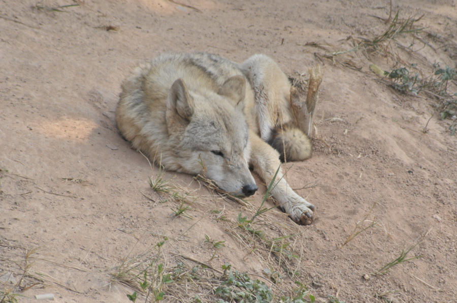 DSC_3643.jpg