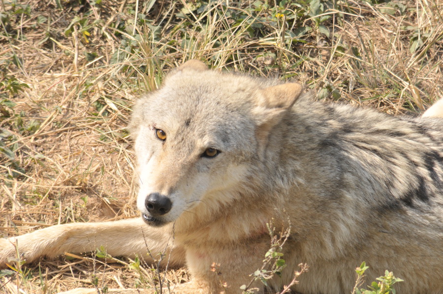 DSC_3644.jpg