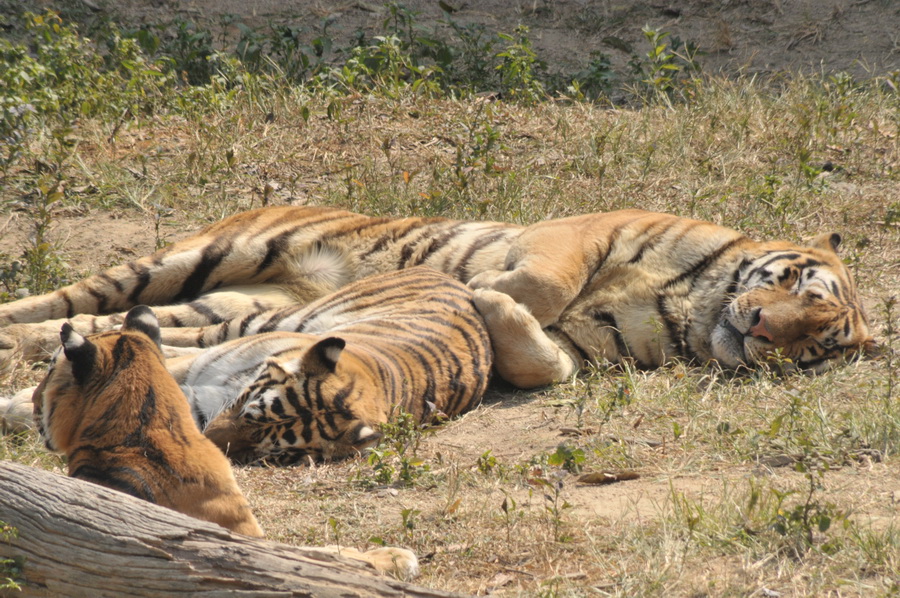 DSC_3646.jpg