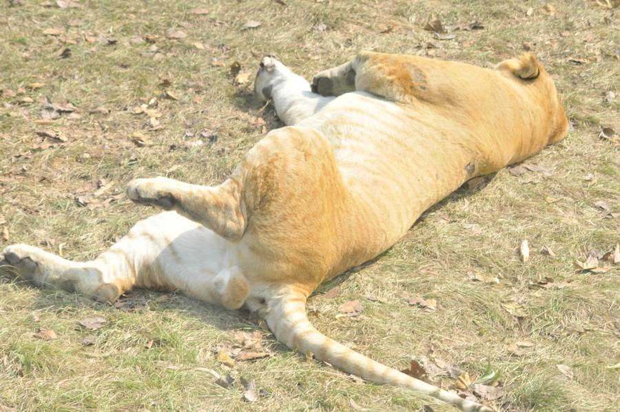 DSC_3653.jpg