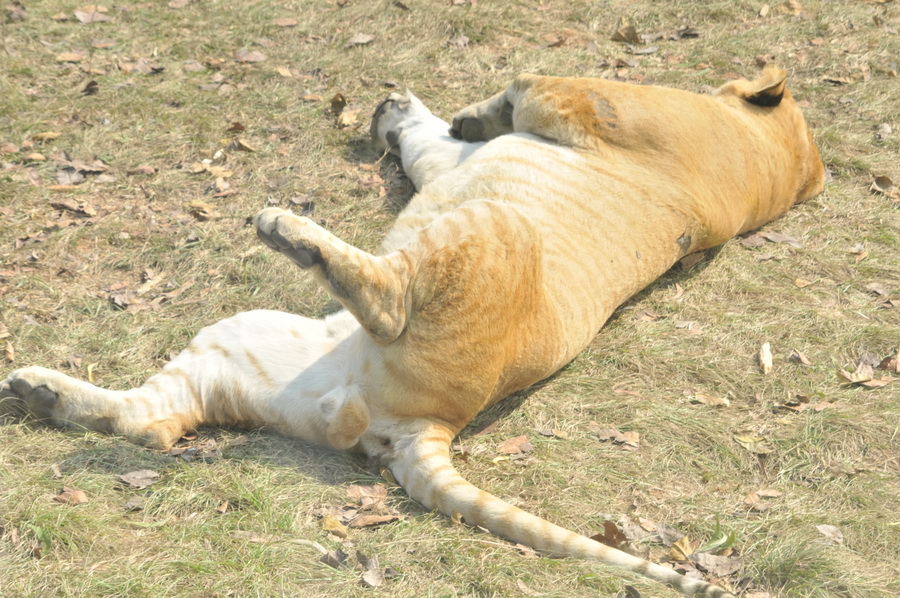 DSC_3654.jpg