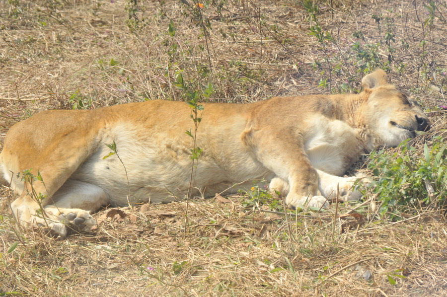 DSC_3655.jpg
