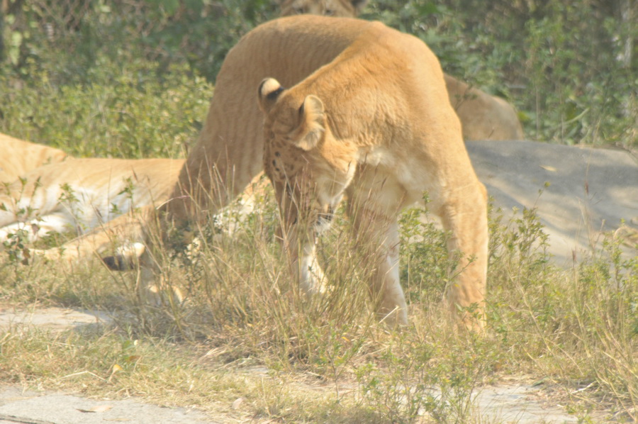 DSC_3662.jpg