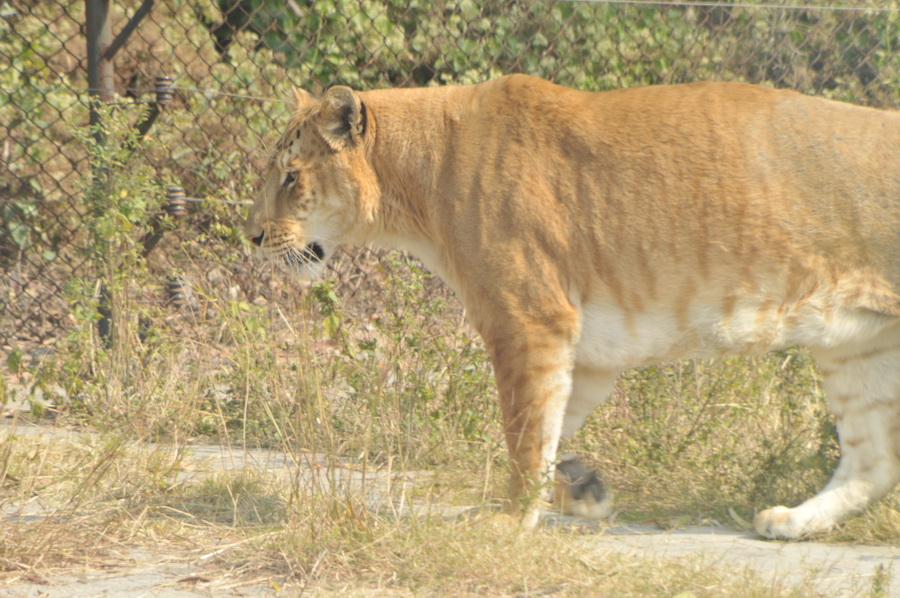 DSC_3668.jpg