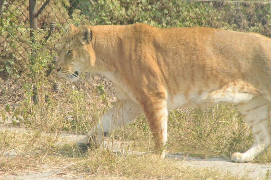 DSC_3669.jpg