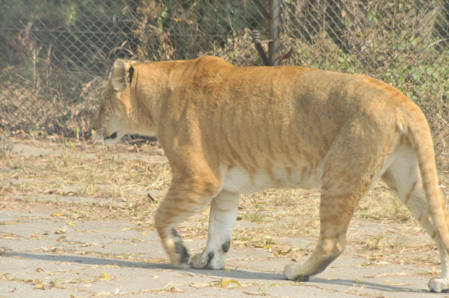DSC_3672.jpg