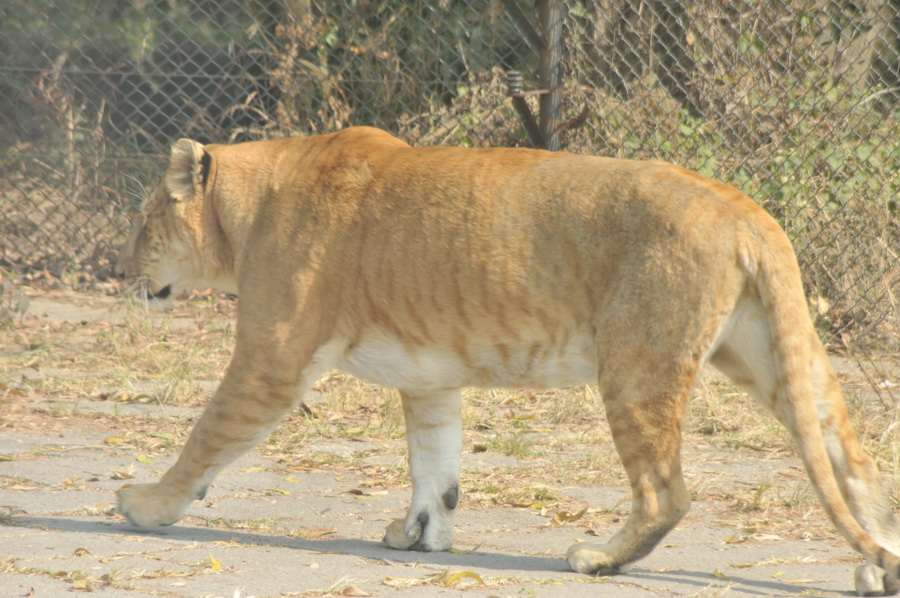 DSC_3673.jpg
