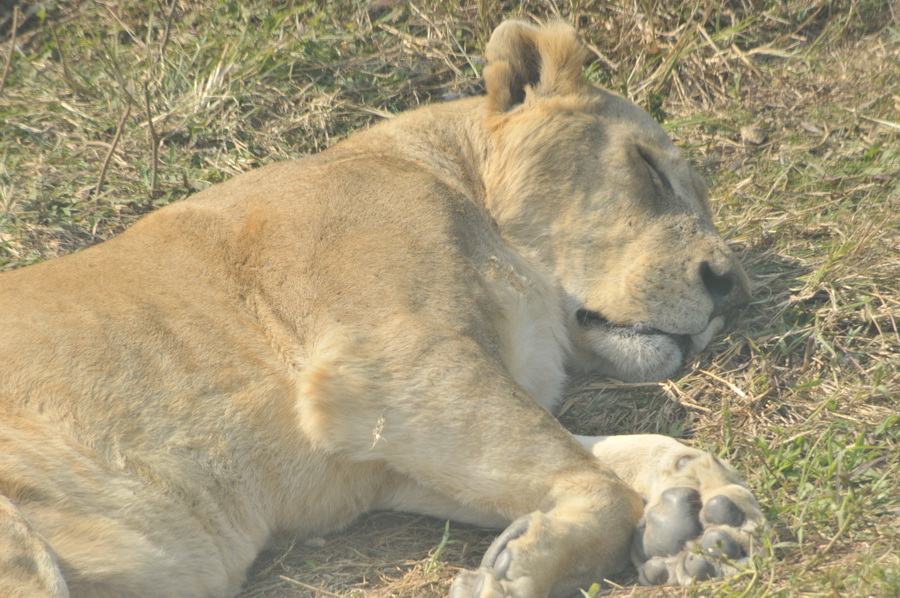 DSC_3677.jpg