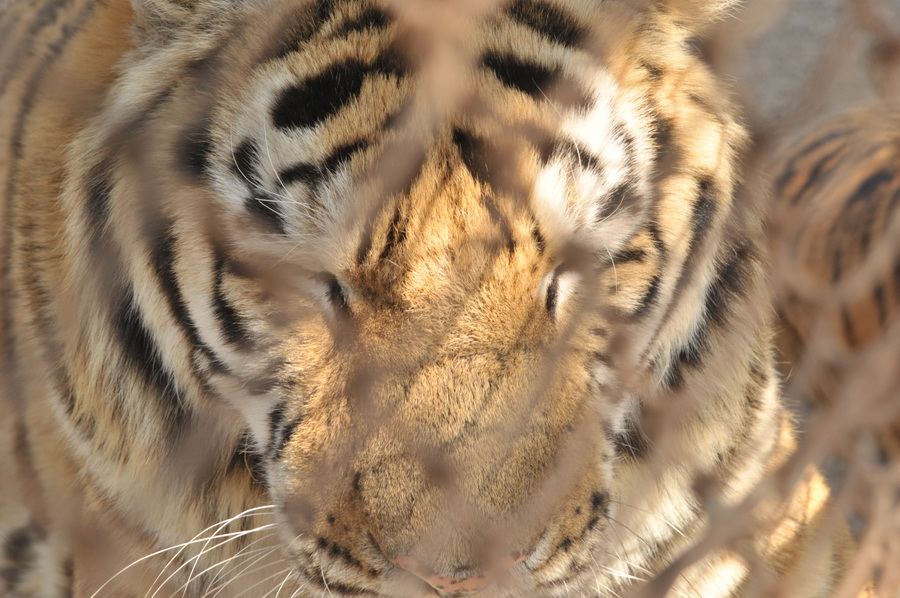 DSC_3771.jpg
