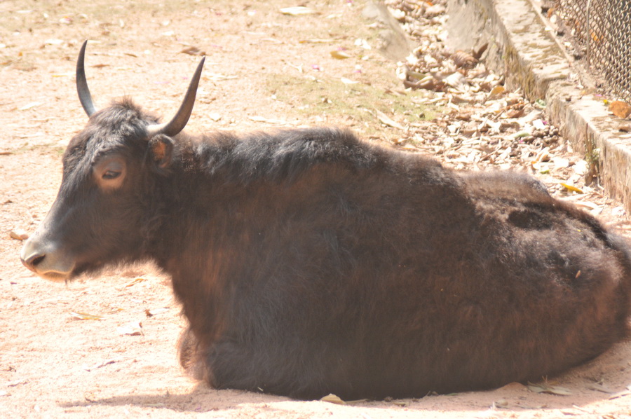 DSC_3794.jpg