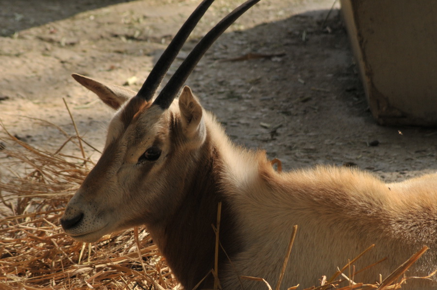 DSC_3946.jpg