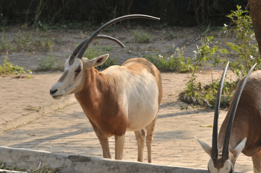 DSC_4006.jpg