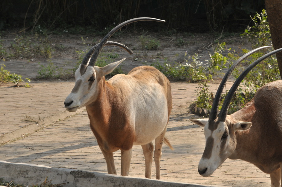 DSC_4007.jpg