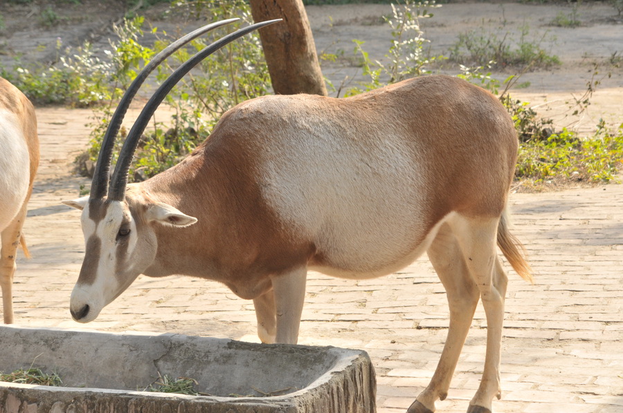 DSC_4008.jpg