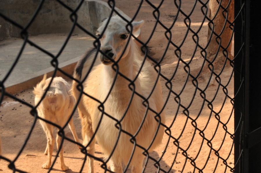 DSC_4017.jpg