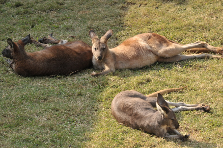 DSC_4022.jpg
