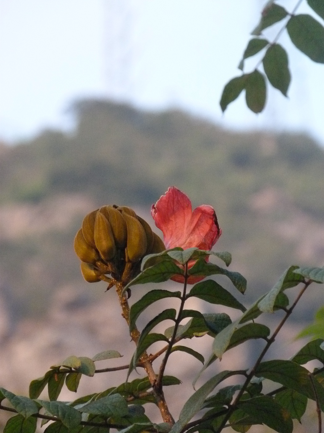 1P1010513.jpg