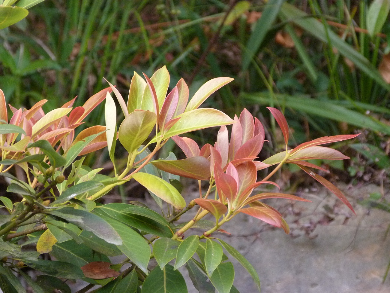 1P1010505.jpg