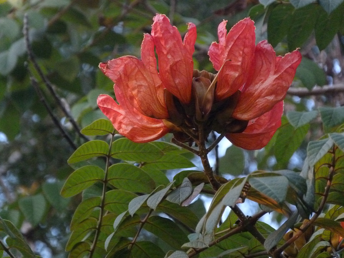 1P1010515.jpg