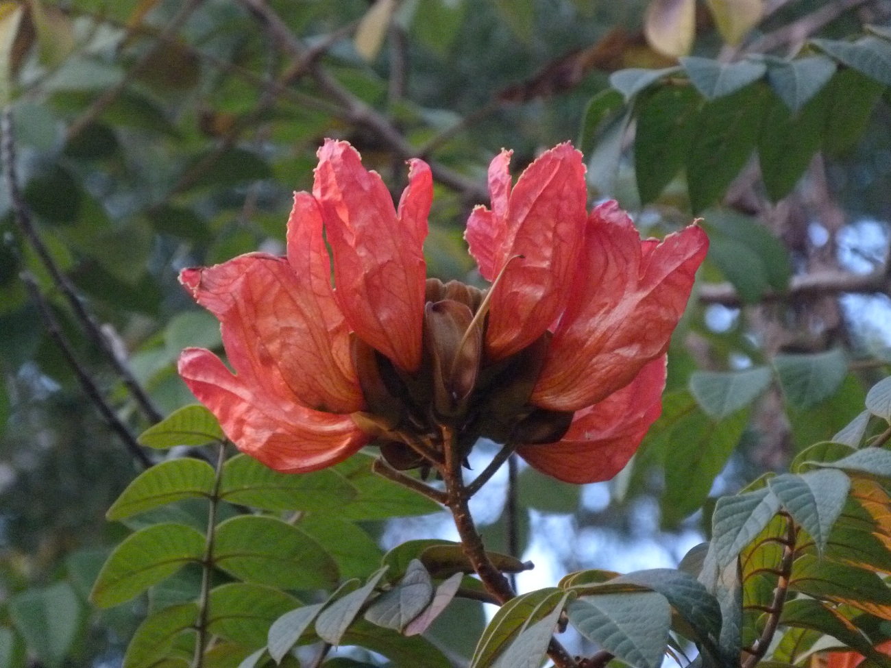 1P1010516.jpg